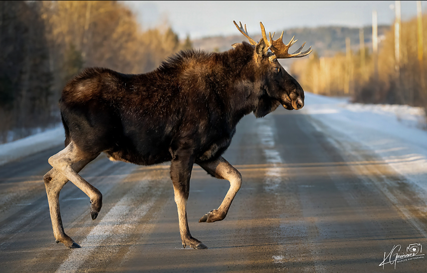 moose 